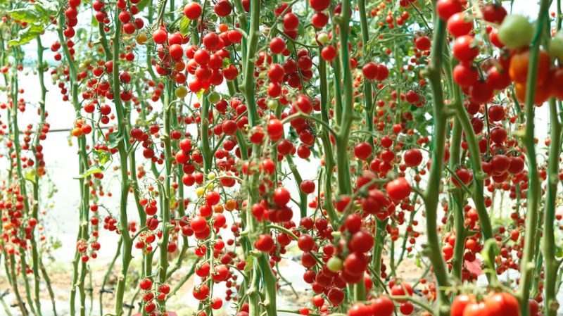 Chinese_Scientists_Unlock_Tomato_Heat_Resistance_Secret_to_Boost_Crop_Yields