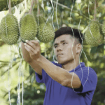Chinese_Tech_Revolutionizes_Durian_Trade__AI_Grading_Boosts_Malaysia_Exports - Khabar Asia Chinese_Tech_Revolutionizes_Durian_Trade__AI_Grading_Boosts_Malaysia_Exports