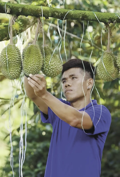 Chinese_Tech_Revolutionizes_Durian_Trade__AI_Grading_Boosts_Malaysia_Exports - Khabar Asia Chinese_Tech_Revolutionizes_Durian_Trade__AI_Grading_Boosts_Malaysia_Exports