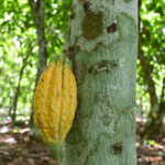 Cote_d_Ivoire_Cocoa_Farmers_Fear_U_S__Tariff_Impact