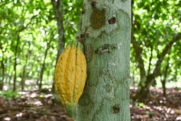 Cote d’Ivoire Cocoa Farmers Fear U.S. Tariff Impact Cote_d_Ivoire_Cocoa_Farmers_Fear_U_S__Tariff_Impact