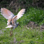Crested_Ibis_Revival__China_s_Conservation_Triumph_Unfolds_poster - Khabar Asia Crested_Ibis_Revival__China_s_Conservation_Triumph_Unfolds video poster