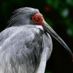 Crested_Ibis_Revival__Wild_Population_Thrives_in_Central_China