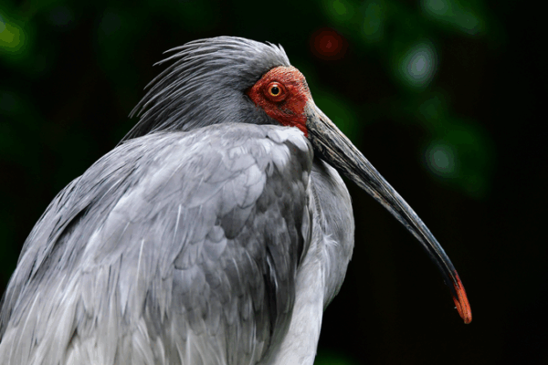 Crested Ibis Revival: Wild Population Thrives in Central China Crested_Ibis_Revival__Wild_Population_Thrives_in_Central_China