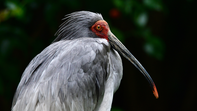 Crested_Ibis_Revival__Wild_Population_Thrives_in_Central_China