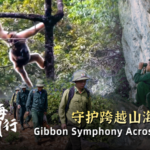 Cross_Border_Gibbon_Revival_Signals_Conservation_Triumph_poster - Khabar Asia Cross_Border_Gibbon_Revival_Signals_Conservation_Triumph video poster