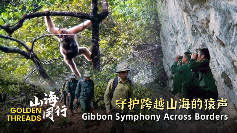 Cross_Border_Gibbon_Revival_Signals_Conservation_Triumph_poster - Khabar Asia Cross_Border_Gibbon_Revival_Signals_Conservation_Triumph video poster