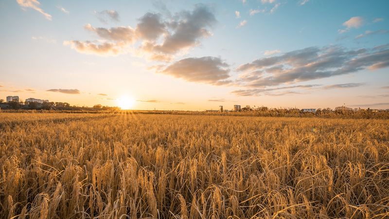 Digital_Innovation_Drives_Rural_Prosperity_in_Northeast_China - Khabar Asia Digital_Innovation_Drives_Rural_Prosperity_in_Northeast_China