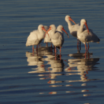 EUDY4TE0NUES3ZV2E5G6 - Khabar Asia Crested Ibis Soars Back: China’s Conservation Success Story video poster