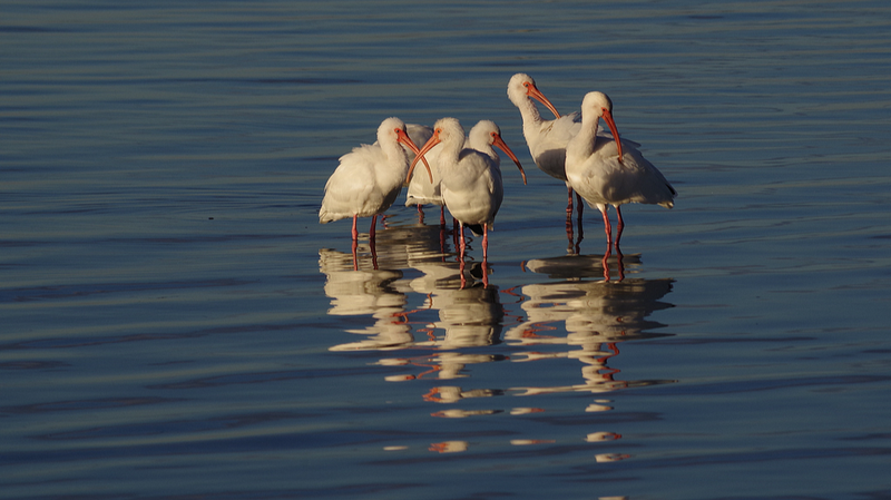 Crested Ibis Soars Back: China’s Conservation Success Story video poster