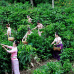 Yunnan Coffee Brews Global Success in China’s Thriving Market