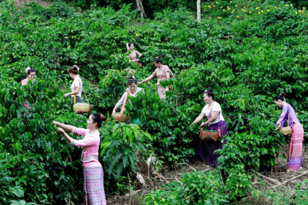 Yunnan Coffee Brews Global Success in China’s Thriving Market Yunnan Coffee Brews Global Success in China’s Thriving Market