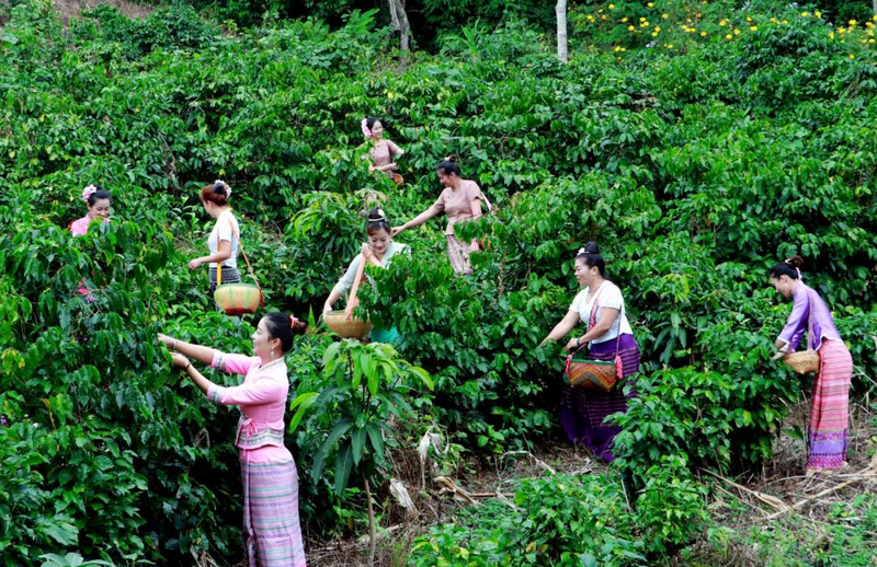 Yunnan Coffee Brews Global Success in China’s Thriving Market