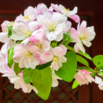 Fayuan_Temple_s_Crabapple_Blossoms_Paint_Beijing_in_Pastel_Hues - Khabar Asia Fayuan_Temple_s_Crabapple_Blossoms_Paint_Beijing_in_Pastel_Hues