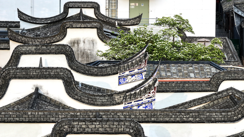 Fringe_Tree_Blooms_Paint_Fuzhou_s_Ancient_Alleys_with_Spring_Charm