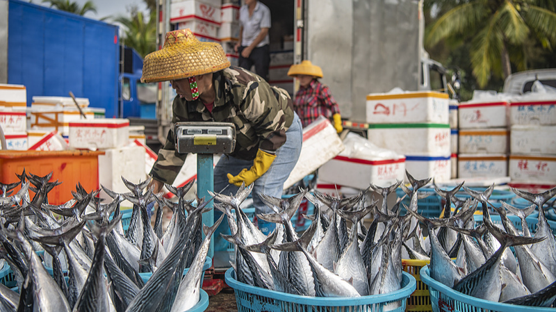 Hainan’s Spring Fishing Season Boosts Seafood Supply Amid High Demand
