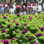 Heze_Peony_Industry_Fuels_Economic___Cultural_Growth_in_China - Khabar Asia Heze_Peony_Industry_Fuels_Economic___Cultural_Growth_in_China
