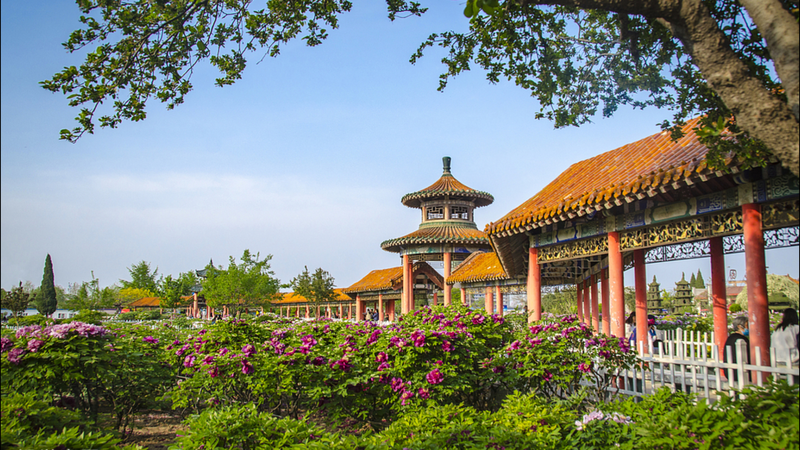 Heze_Showcases_Peony_Splendor_at_2025_Cultural_Forum video poster