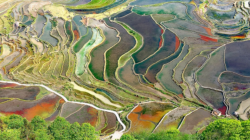 Honghe_Hani_Rice_Terraces_Shine_as_UNESCO_Marvel_in_Yunnan