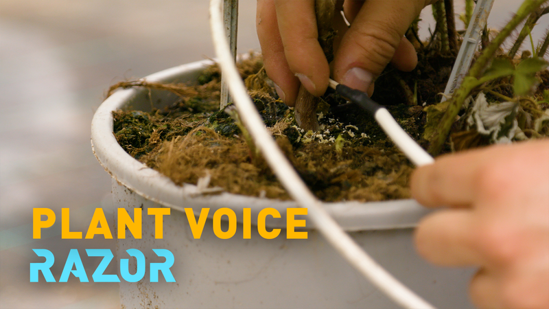 IoT ‘Toothpick’ Sensor Aims to Revolutionize Sustainable Farming Practices IoT__Toothpick__Sensor_Aims_to_Revolutionize_Sustainable_Farming_Practices video poster