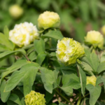 Heze Peony Festival 2025: China’s Floriculture Takes Global Stage