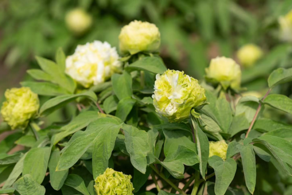 Heze Peony Festival 2025: China’s Floriculture Takes Global Stage Heze Peony Festival 2025: China’s Floriculture Takes Global Stage