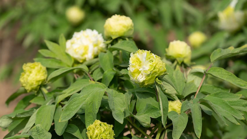 Heze Peony Festival 2025: China’s Floriculture Takes Global Stage