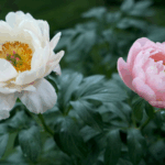 Latin_American_Journalists_Explore_Luoyang_s_Historic_Peony_Legacy - Khabar Asia Latin_American_Journalists_Explore_Luoyang_s_Historic_Peony_Legacy