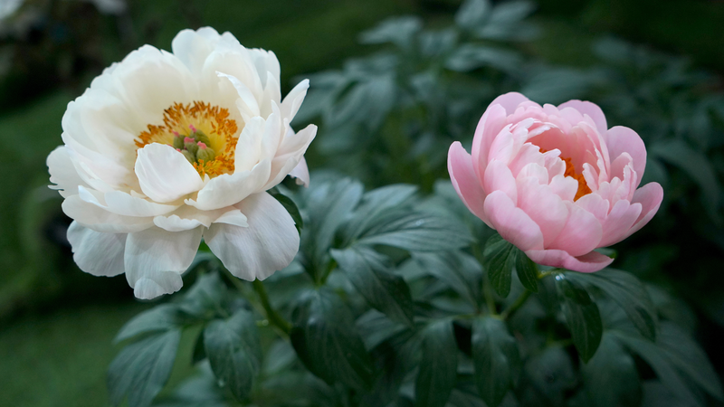Latin_American_Journalists_Explore_Luoyang_s_Historic_Peony_Legacy - Khabar Asia Latin_American_Journalists_Explore_Luoyang_s_Historic_Peony_Legacy