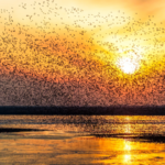 Liaohekou_Wetland_Welcomes_Tens_of_Thousands_of_Migratory_Birds
