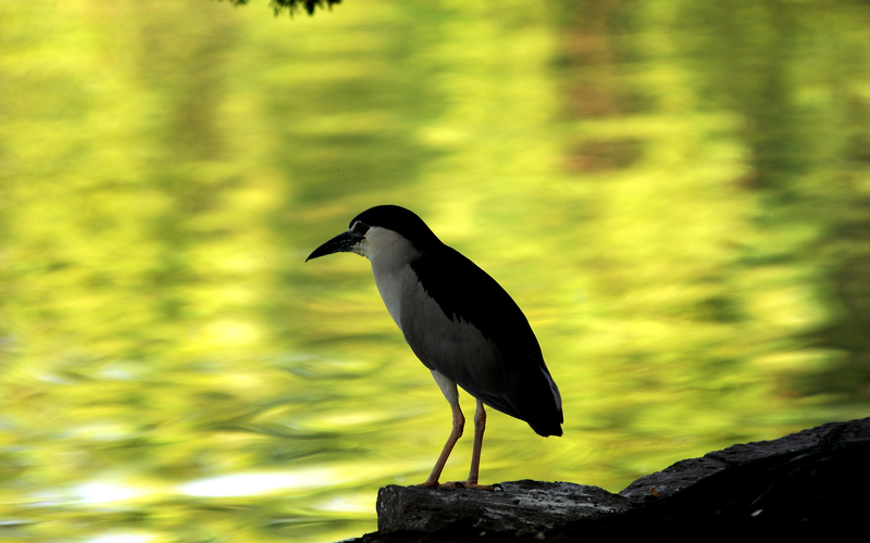 Zhengzhou’s 'Sky Droppings' Dilemma Sparks Urban Wildlife Debate