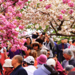 O38C51SN5T3MZM0VCSU6 - Khabar Asia Beijing’s Cherry Blossoms Bloom in Stunning Spring Finale