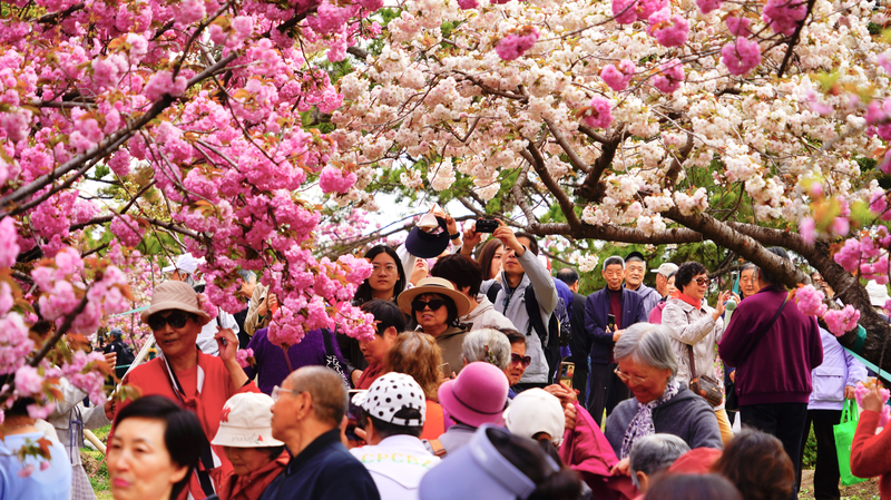 Beijing’s Cherry Blossoms Bloom in Stunning Spring Finale