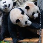 P0S5C7X6AFXAYL7XPH31 - Khabar Asia A Day in the Life of Chongqing’s Giant Pandas: Play, Feast, Repeat