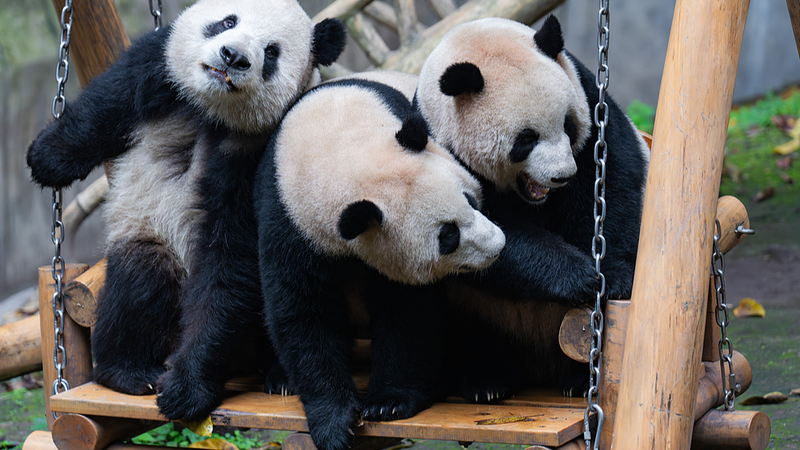 A Day in the Life of Chongqing’s Giant Pandas: Play, Feast, Repeat