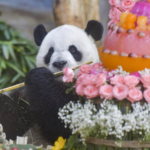 Panda_Brothers_Thrive_in_Hainan__A_Glimpse_into_Their_Tropical_Paradise_poster - Khabar Asia Panda_Brothers_Thrive_in_Hainan__A_Glimpse_into_Their_Tropical_Paradise video poster