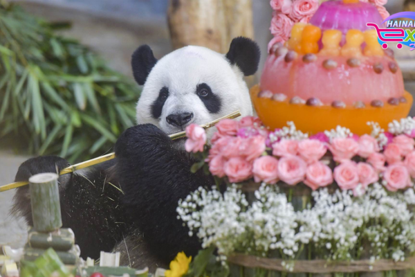 Panda Brothers Thrive in Hainan: A Glimpse into Their Tropical Paradise Panda_Brothers_Thrive_in_Hainan__A_Glimpse_into_Their_Tropical_Paradise video poster