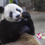 Panda_Duo_Thrives_in_Hainan__A_Tale_of_Care_and_Conservation_poster - Khabar Asia Panda_Duo_Thrives_in_Hainan__A_Tale_of_Care_and_Conservation video poster