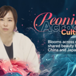 Peonies_Bloom_as_Cultural_Ambassadors_at_2025_World_Peony_Conference_in_Heze_poster - Khabar Asia Peonies_Bloom_as_Cultural_Ambassadors_at_2025_World_Peony_Conference_in_Heze video poster
