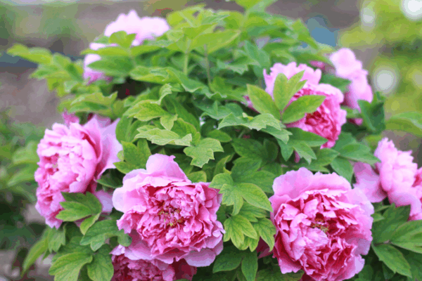 Peonies Paint Beijing’s Late Spring with Vibrant Blooms at Garden Expo Peonies_Paint_Beijing_s_Late_Spring_with_Vibrant_Blooms_at_Garden_Expo