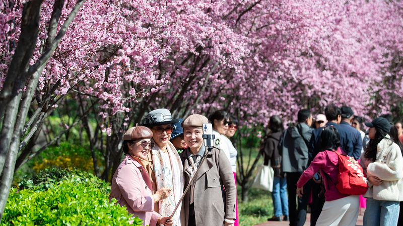 Qingming_Fest_Drives_Surge_in_China_s_Travel__Consumer_Trends