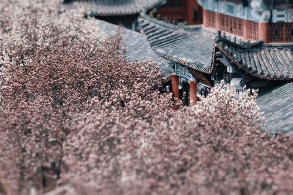 Qinhuangdao’s Spring Blossoms Draw Global Visitors to Ancient Trees Qinhuangdao_s_Spring_Blossoms_Draw_Global_Visitors_to_Ancient_Trees video poster