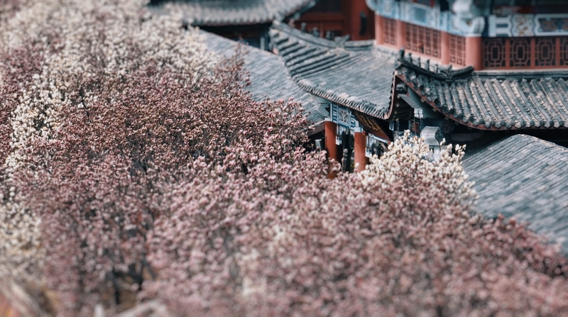 Qinhuangdao_s_Spring_Blossoms_Draw_Global_Visitors_to_Ancient_Trees_poster - Khabar Asia Qinhuangdao_s_Spring_Blossoms_Draw_Global_Visitors_to_Ancient_Trees video poster