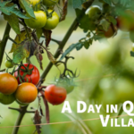 Qixi_Village__Where_Tradition_Meets_Eco_Innovation_poster - Khabar Asia Qixi_Village__Where_Tradition_Meets_Eco_Innovation video poster