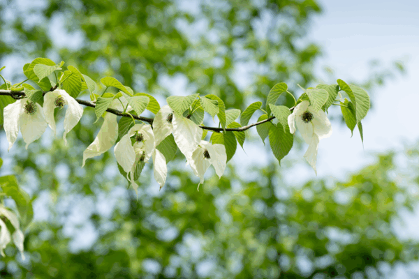 Rare Dove Tree Blooms Enchant China’s Fanjing Mountain Rare_Dove_Tree_Blooms_Enchant_China_s_Fanjing_Mountain