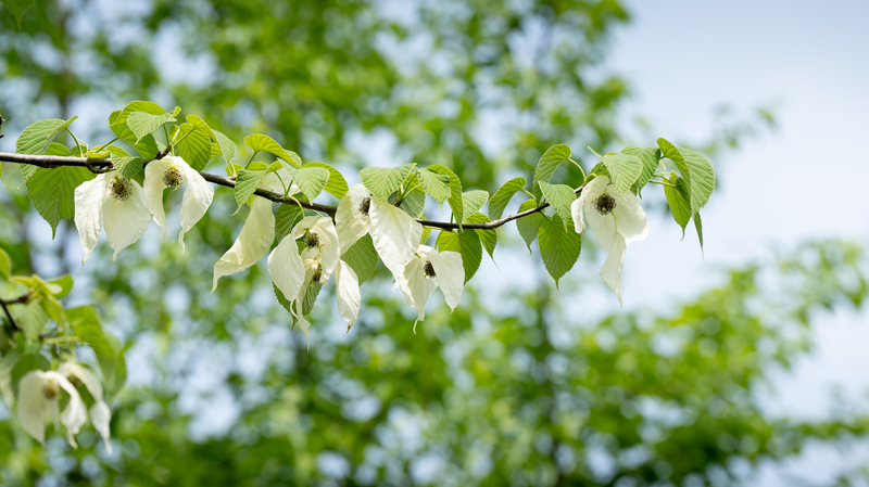 Rare_Dove_Tree_Blooms_Enchant_China_s_Fanjing_Mountain - Khabar Asia Rare_Dove_Tree_Blooms_Enchant_China_s_Fanjing_Mountain
