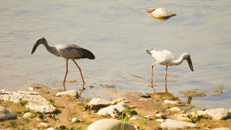 Rare_Stork_Sighting_in_Guizhou_Signals_Ecological_Success - Khabar Asia Rare_Stork_Sighting_in_Guizhou_Signals_Ecological_Success