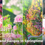 Rhododendron_Showdown__Guizhou_s_Wild_Blooms_vs__Suzhou_s_Garden_Elegance_poster - Khabar Asia Rhododendron_Showdown__Guizhou_s_Wild_Blooms_vs__Suzhou_s_Garden_Elegance video poster