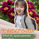 China’s ‘Space Peonies’ Bloom Two Decades After Shenzhou-3 Mission video poster
