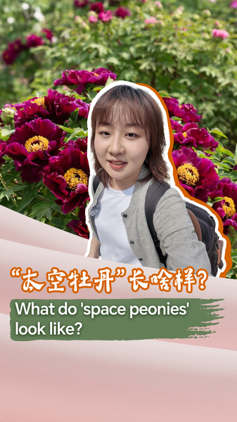 S5F2Z8RQN4CCSR968EMM - Khabar Asia China’s ‘Space Peonies’ Bloom Two Decades After Shenzhou-3 Mission video poster
